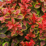 Berberis thunbergii ADMIRATION