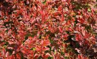 Berberis thunbergii CORAL