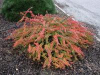 Berberis thunbergii GREEN CARPET