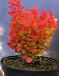 Berberis thunbergii ORANGE ICE