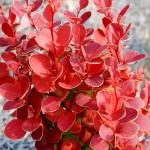 Berberis thunbergii ORANGE ROCKET