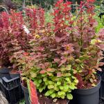 Berberis thunbergii ORANGE SUNRISE ®