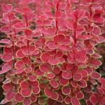 Berberis thunbergii ORANGE SUNRISE ®