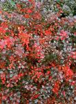 Berberis x media RED JEWEL - Fényes levelű ékszerborbolya