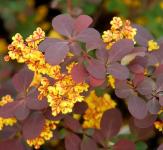 Berberis X Ottawensis SUPERBA