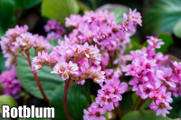 Bergenia cordifolia - Bőrlevél