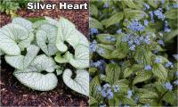 Brunnera macrophylla - Kaukázusi Nefelejcs fajták