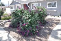 Buddleia davidii NANHO PURPLE - Liláspiros nyáriorgona