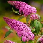 Buddleia davidii PINK DELIGHT Nyáriorgona