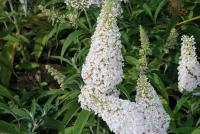 Buddleia davidii White Profusion nyáriorgona