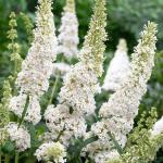 Buddleia davidii White Profusion nyáriorgona