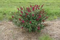 Buddleia MISS RUBY Nyáriorgona