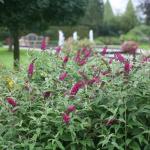 Buddleia MISS RUBY Nyáriorgona