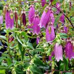 Campanula punctata - Pettyegetett harangvirág  