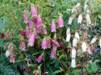 Campanula punctata - Pettyegetett harangvirág  