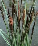 Carex nigra - fekete sás