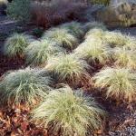 Carex Sás - Frosted Curls
