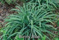 Carex Sás - Bunny Blue