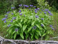 Centaurea Montana - Hegyi imola