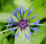 Centaurea Montana - Hegyi imola