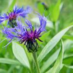 Centaurea Montana - Hegyi imola