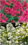 Centranthus Ruber - Sarkantyúvirág