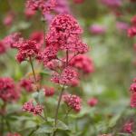 Centranthus Ruber - Sarkantyúvirág