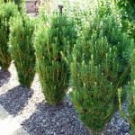 Cephalotaxus harringtonii FASTIGIATA 