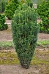 Cephalotaxus harringtonii FASTIGIATA 