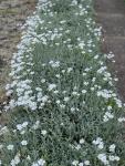 Cerastium - Molyhos Madárhúr