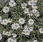 Cerastium - Molyhos Madárhúr