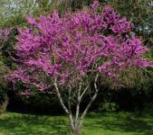 Cercis siliquastrum – Közönséges júdásfa