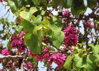 Cercis siliquastrum – Közönséges júdásfa