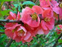 Chaenomeles japonica Red Joy - Japánbirs