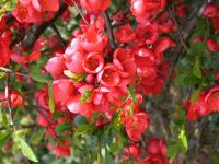 Chaenomeles japonica Red Joy - Japánbirs