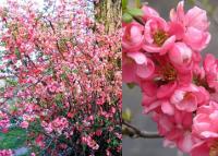 Chaenomeles superba PINK TRAIL