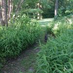 Chasmanthium latifolium - széleslevelű különösfű