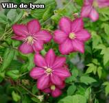 Clematis fajták - Iszalag fajták