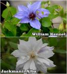 Clematis fajták - Iszalag fajták