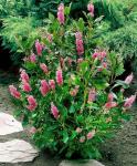 Clethra alnifolia Pink Spire Borscserje
