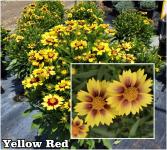 Coreopsis - Menyecskeszem fajták