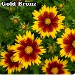 Coreopsis - Menyecskeszem fajták