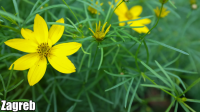 Coreopsis Verticillata - Menyecskeszem fajták