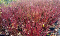 Cornus alba - RED GNOME