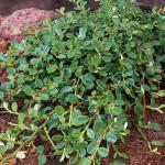 Cotoneaster procumbens QUEEN OF CARPETS