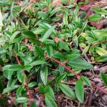 Cotoneaster radicans EICHHOLZ