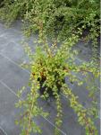 Cotoneaster x Suecicus CORAL BEAUTY