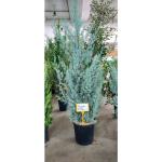 Cupressus arizonica 'Fastigiata' - Oszlopos arizóniai ciprus