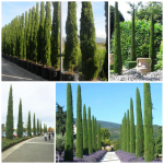 Cupressus sempervirens 'Totem' - Európai ciprus