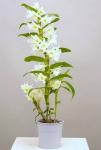 Dendrobium nobile orchidea